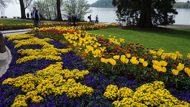 Blütenpracht auf der Insel Mainau